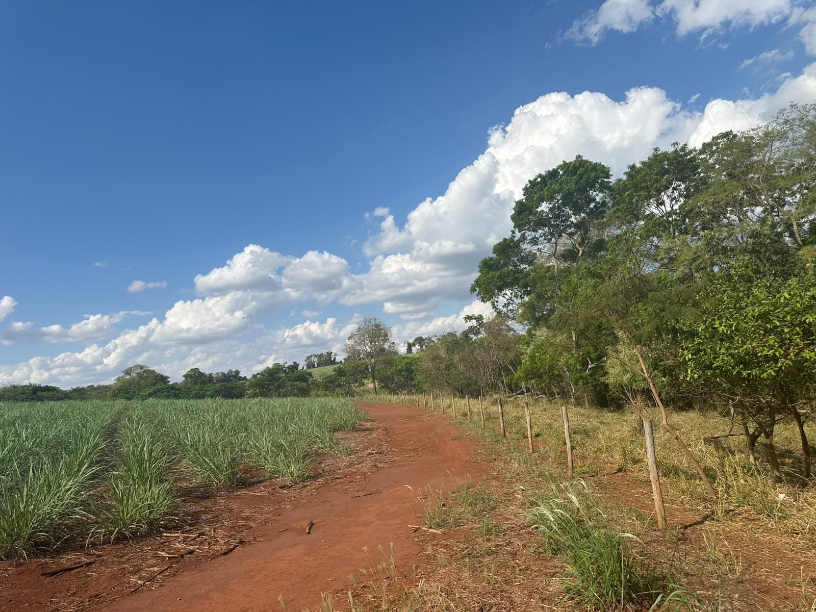 Estrada vicinal e lavoura de cana-de-açúcar em propriedade rural com gestão de infraestrutura — Exxata Agro
